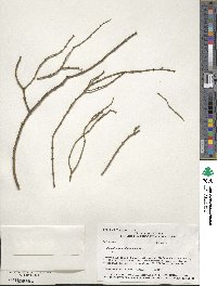 Phoradendron californicum image