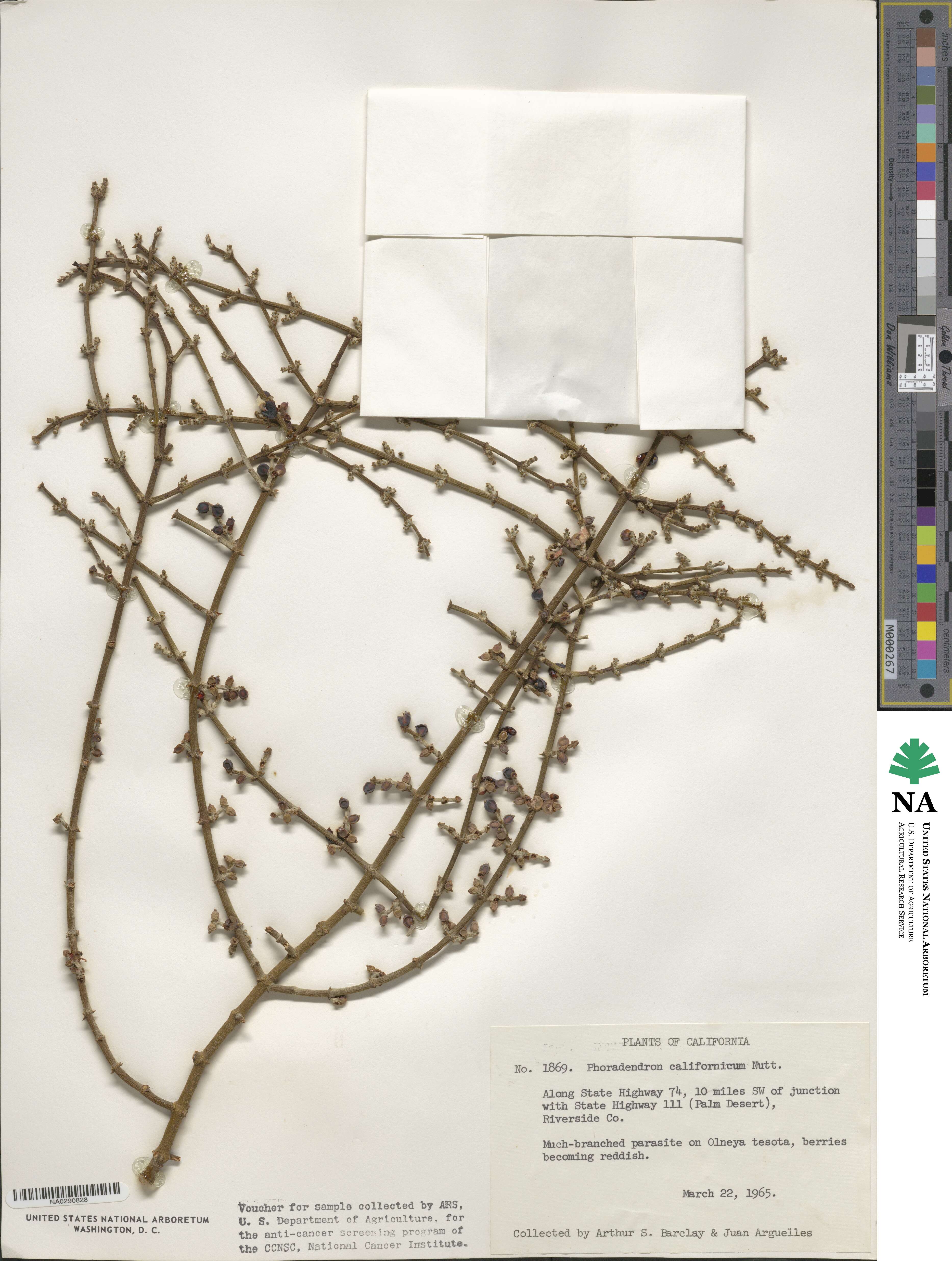 Phoradendron californicum image