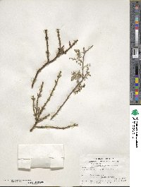 Phoradendron californicum image