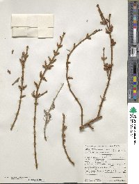 Phoradendron californicum image