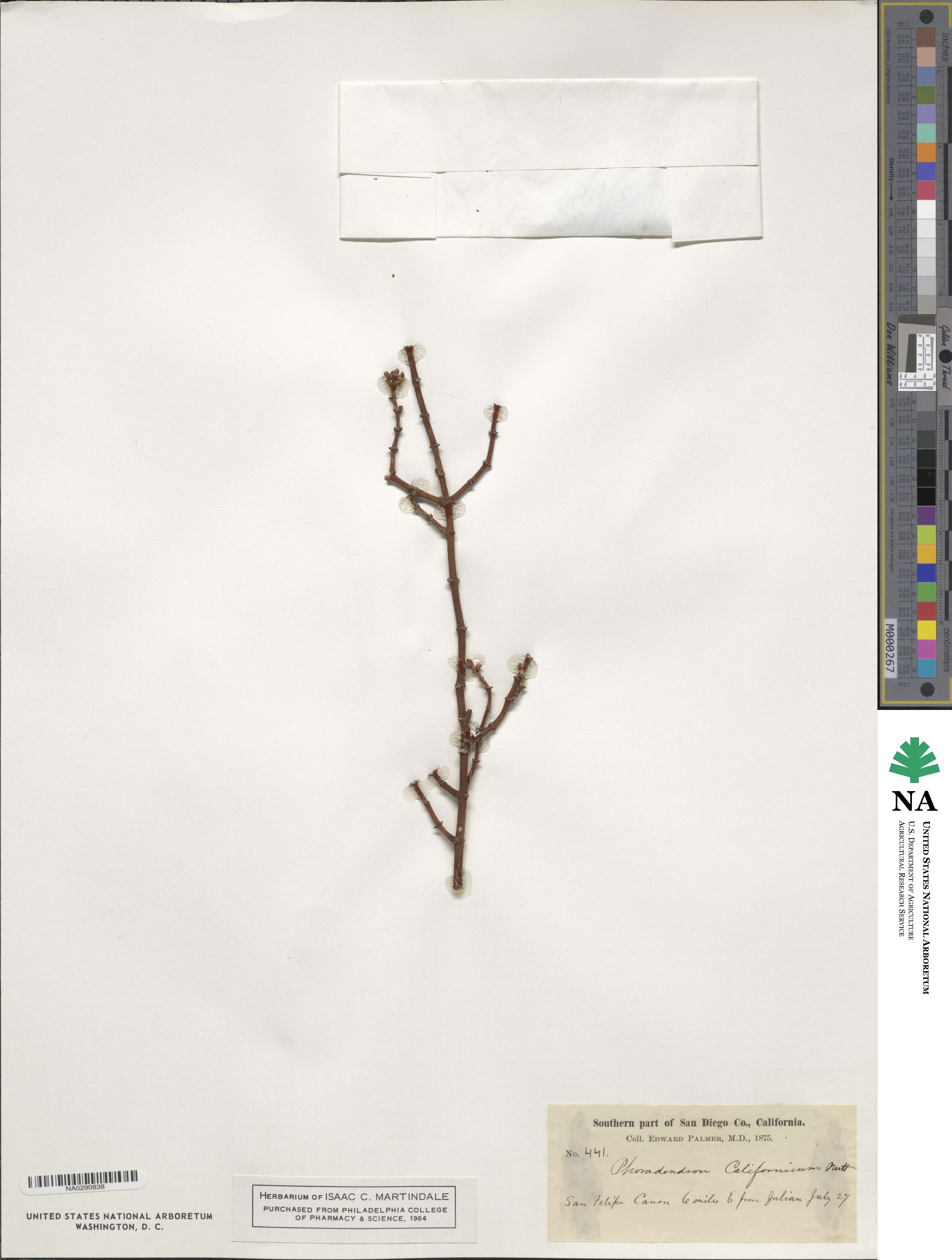 Phoradendron californicum image