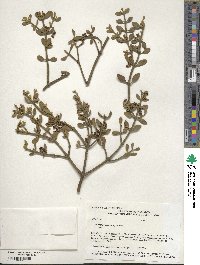 Phoradendron coryae image