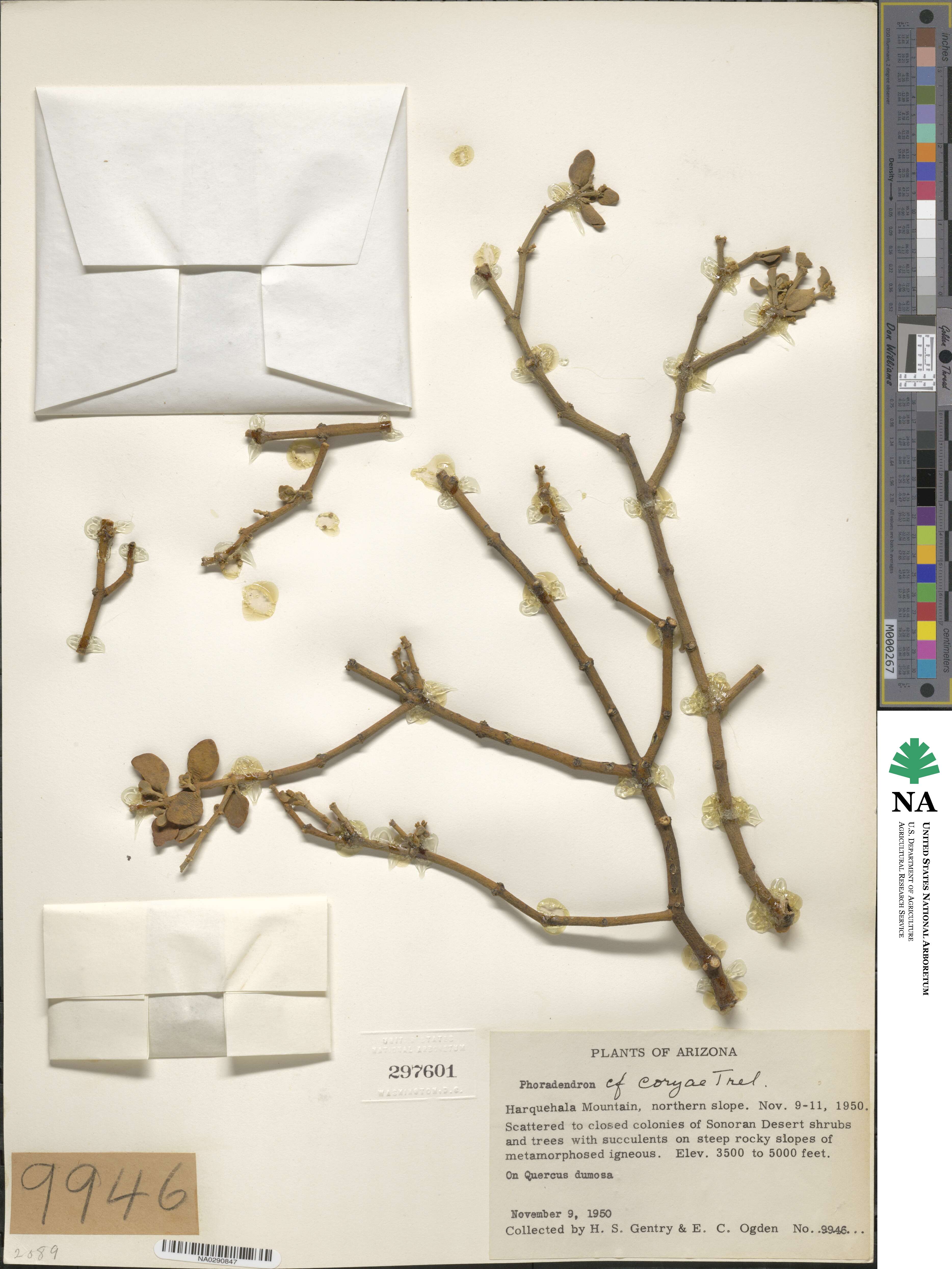 Phoradendron coryae image