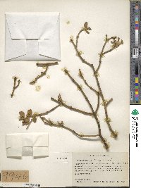 Phoradendron coryae image