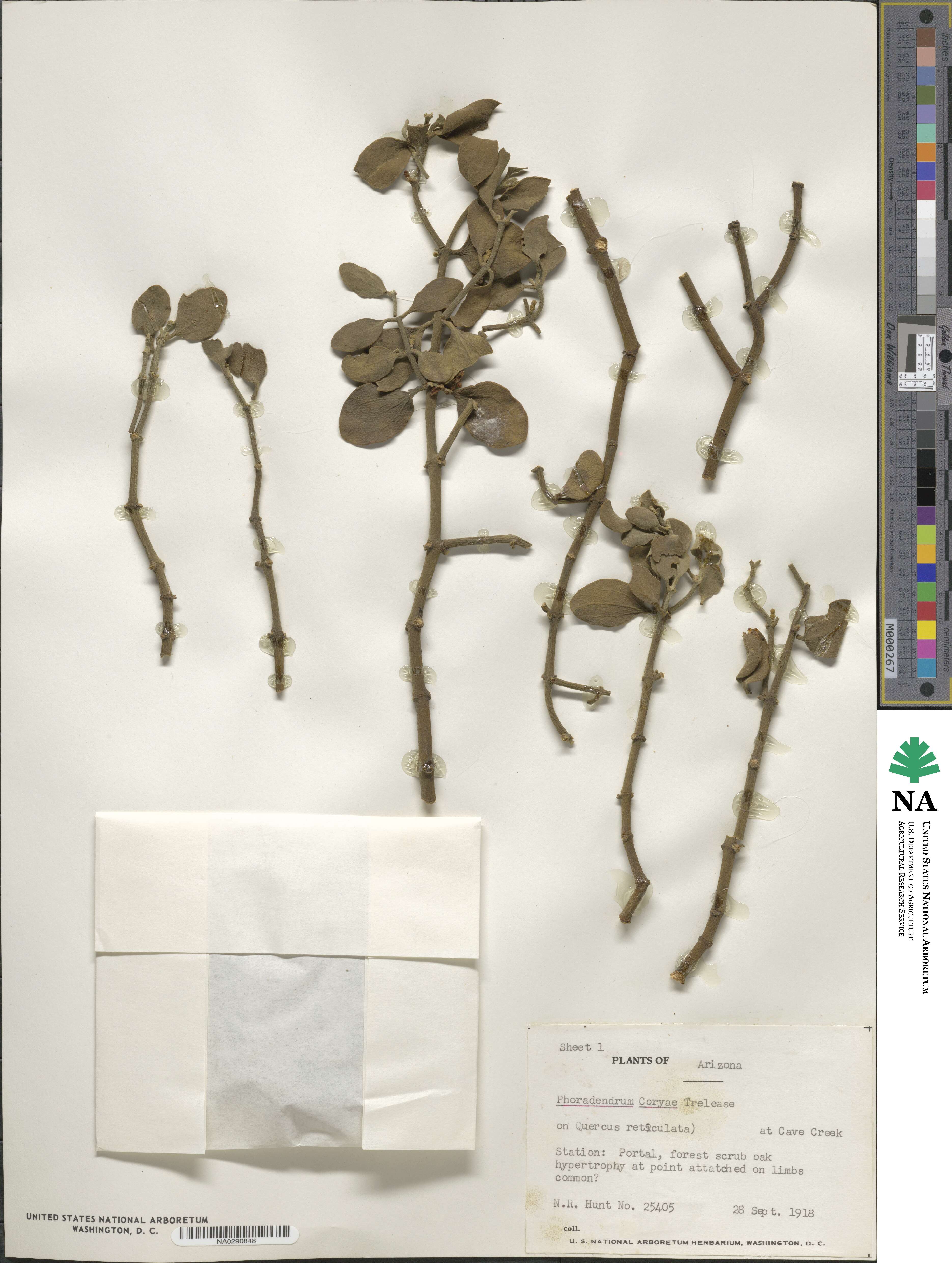 Phoradendron coryae image