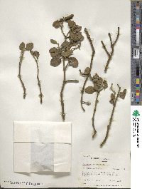 Phoradendron coryae image