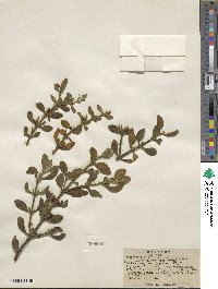 Phoradendron coryae image