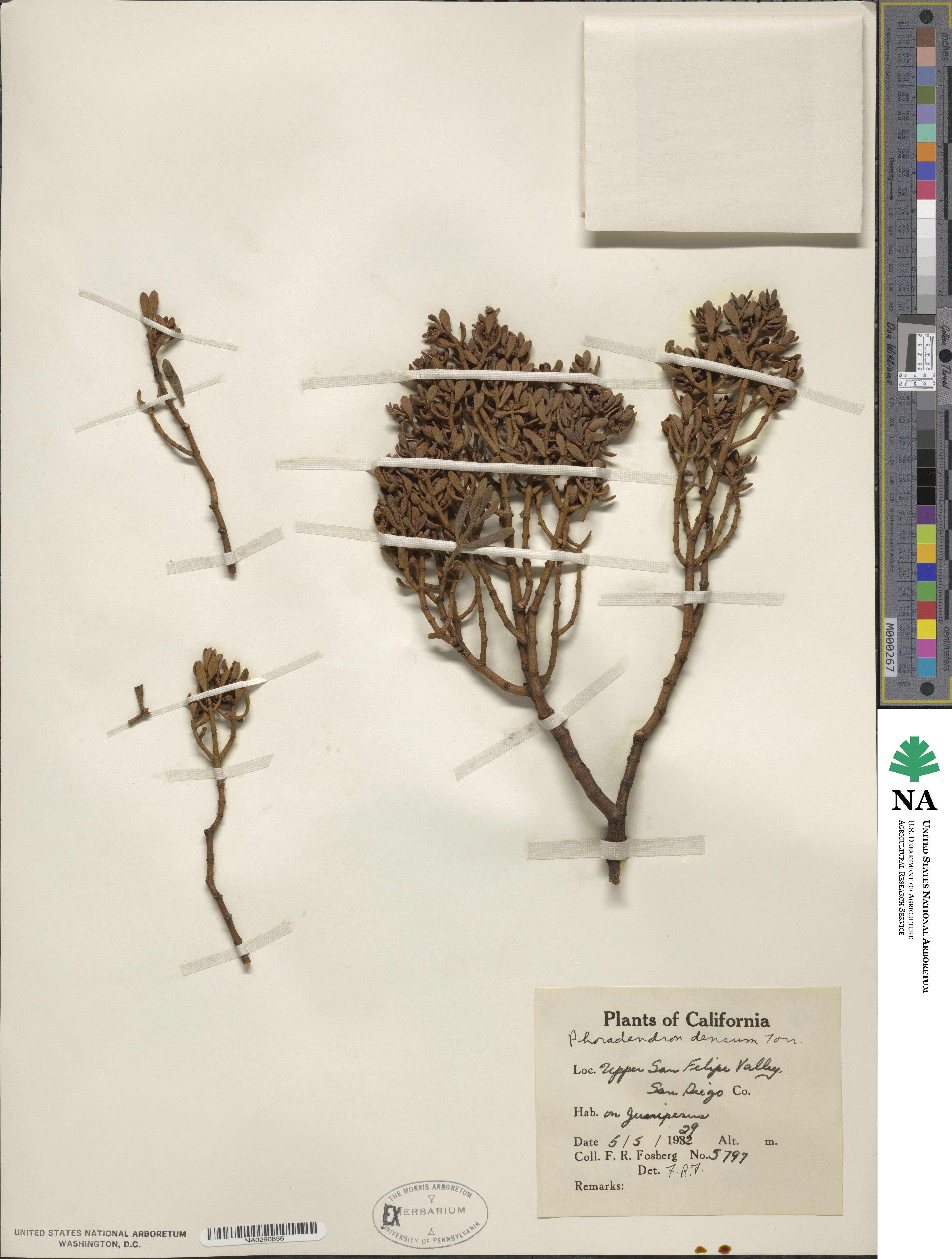 Phoradendron densum image