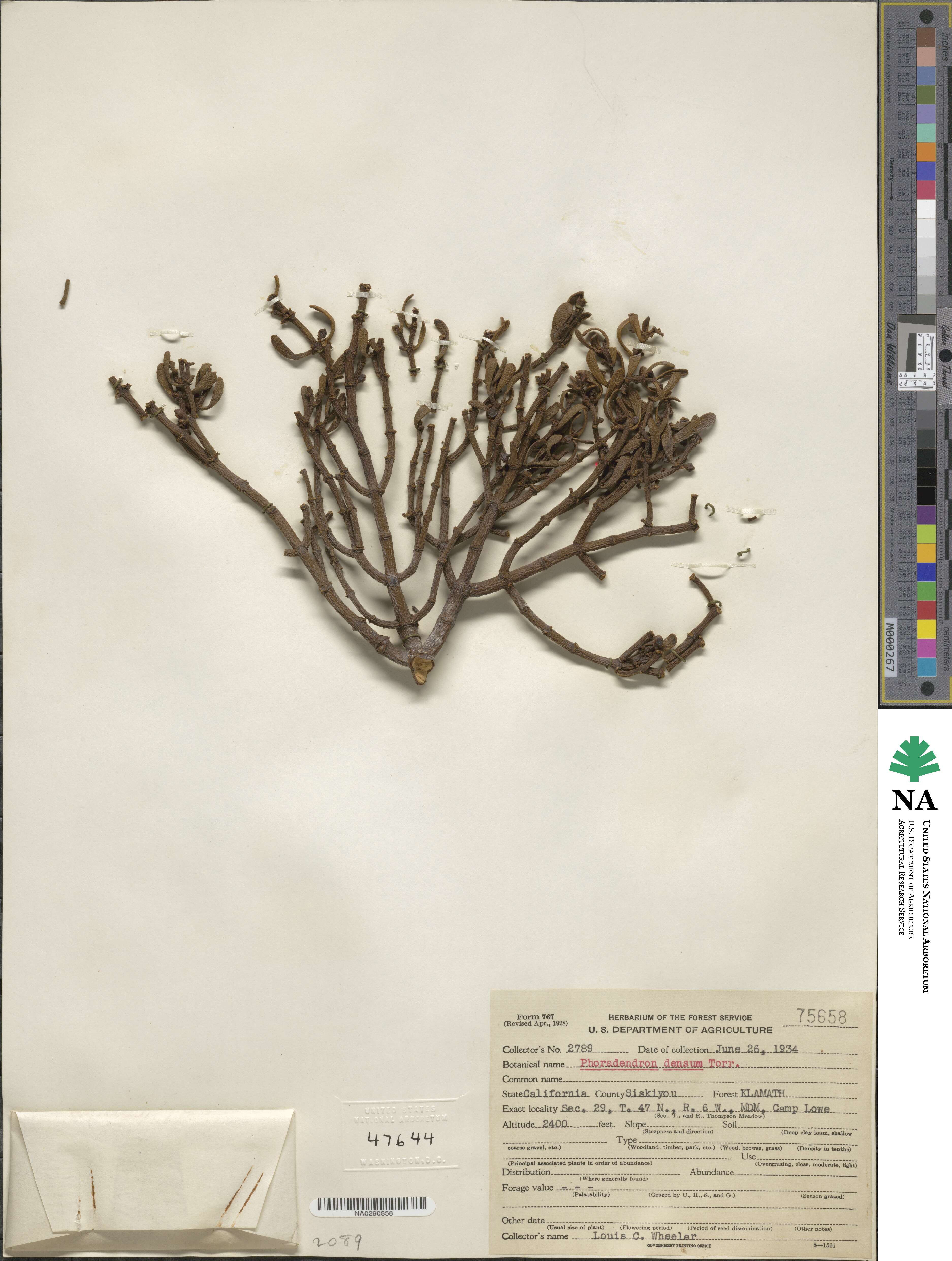 Phoradendron densum image