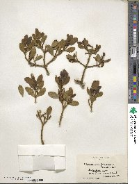 Phoradendron leucocarpum image