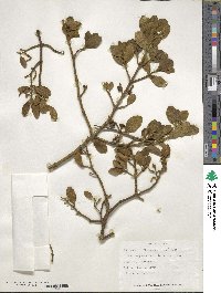 Phoradendron leucocarpum image