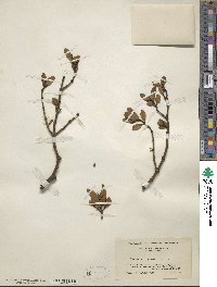 Phoradendron leucocarpum image