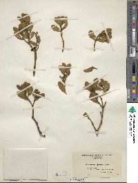 Phoradendron leucocarpum image