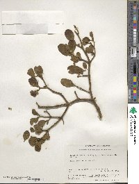 Phoradendron leucocarpum subsp. leucocarpum image