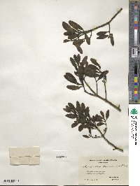 Phoradendron leucocarpum image