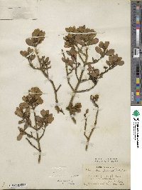 Phoradendron leucocarpum image