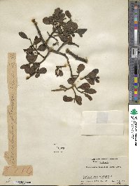 Phoradendron leucocarpum image