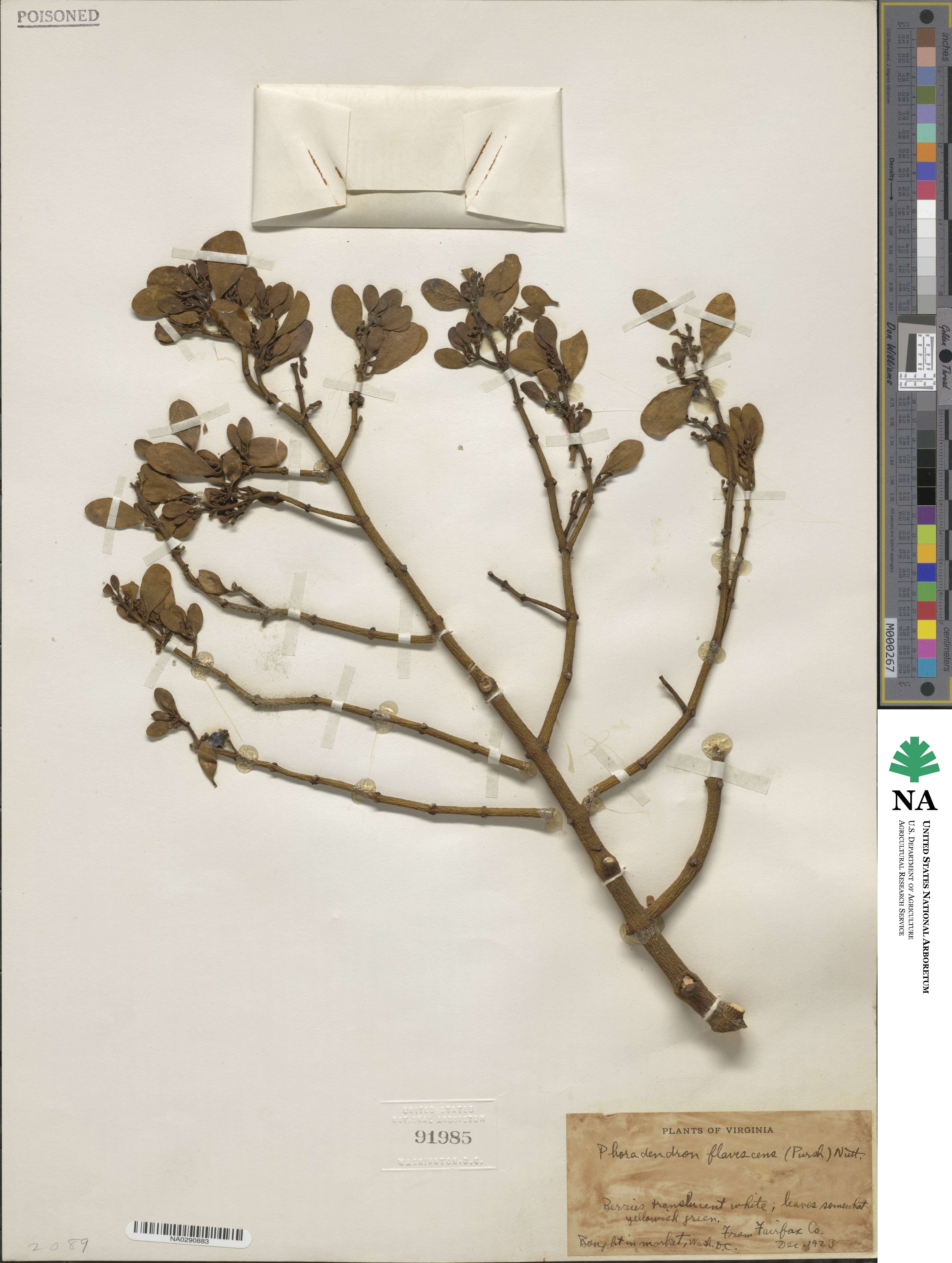 Phoradendron leucocarpum subsp. leucocarpum image