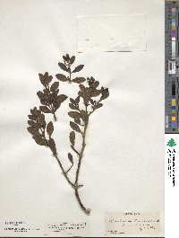 Phoradendron leucocarpum image