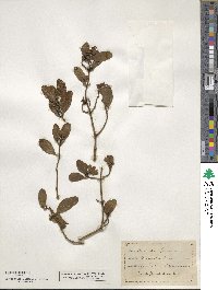 Phoradendron leucocarpum image