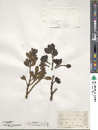 Phoradendron leucocarpum image