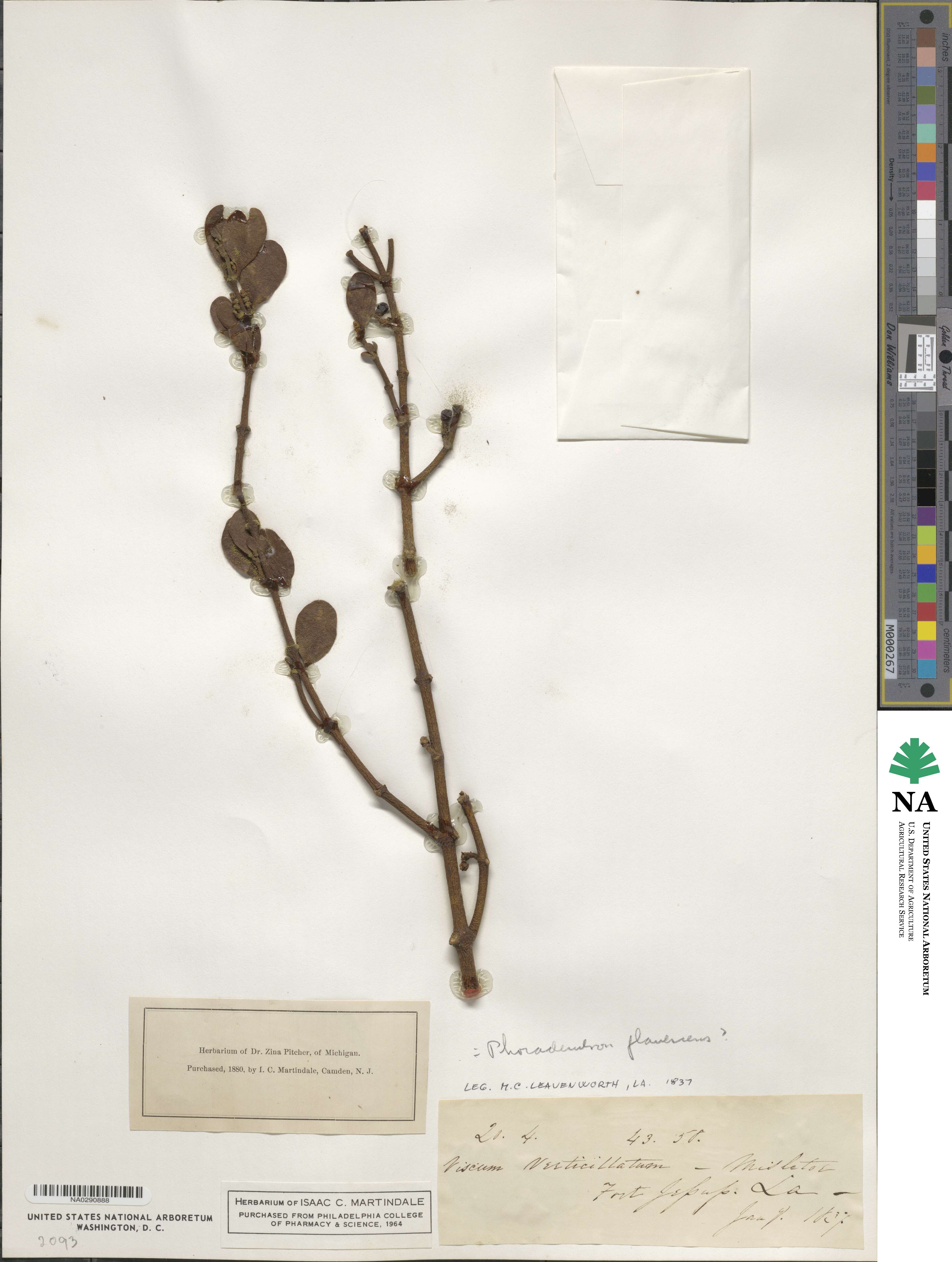 Phoradendron leucocarpum subsp. leucocarpum image