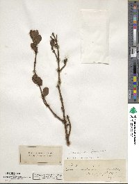 Phoradendron leucocarpum subsp. leucocarpum image