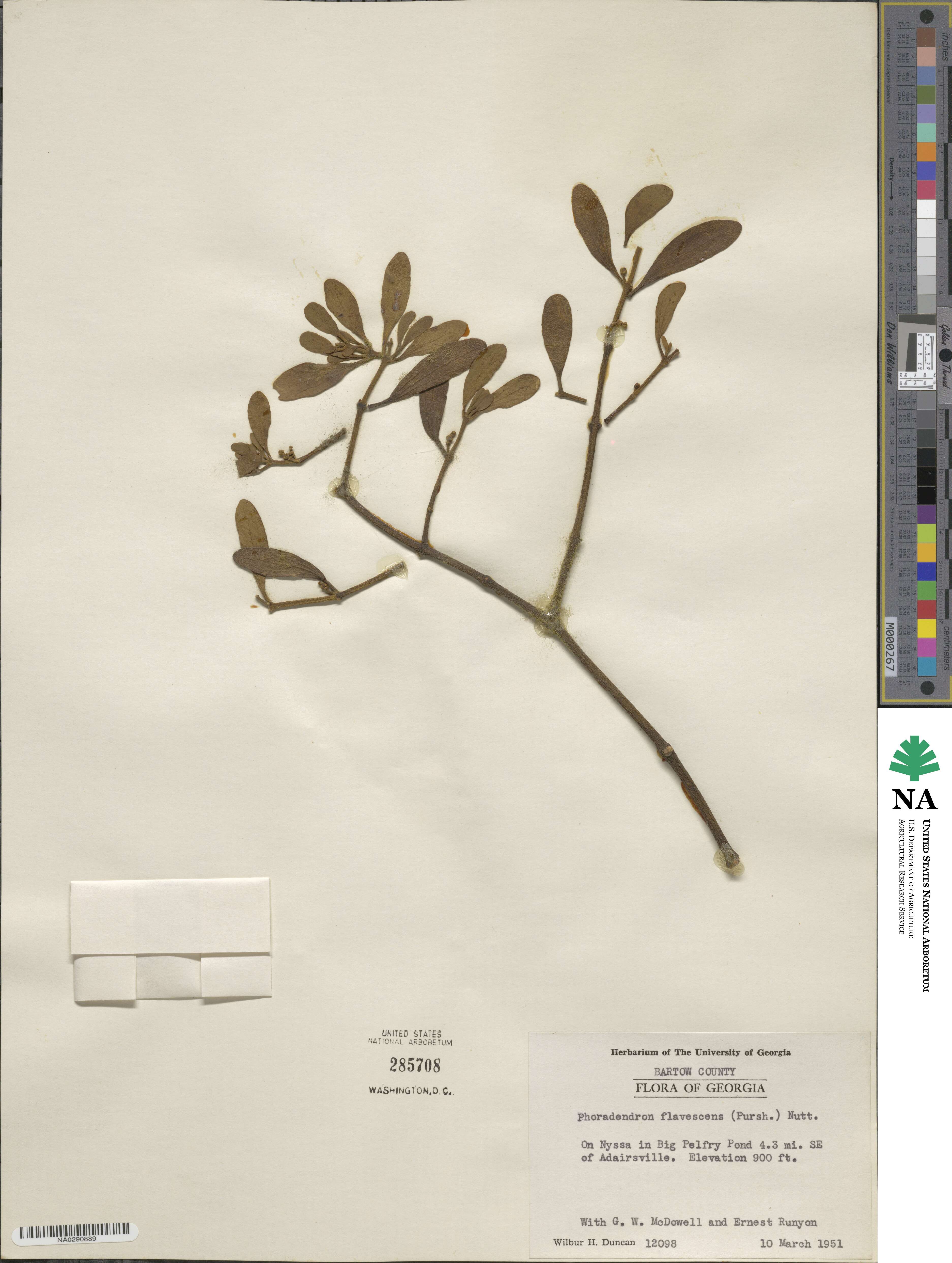 Phoradendron leucocarpum subsp. leucocarpum image