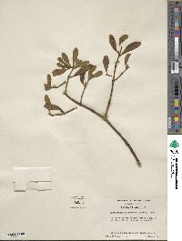 Phoradendron leucocarpum subsp. leucocarpum image