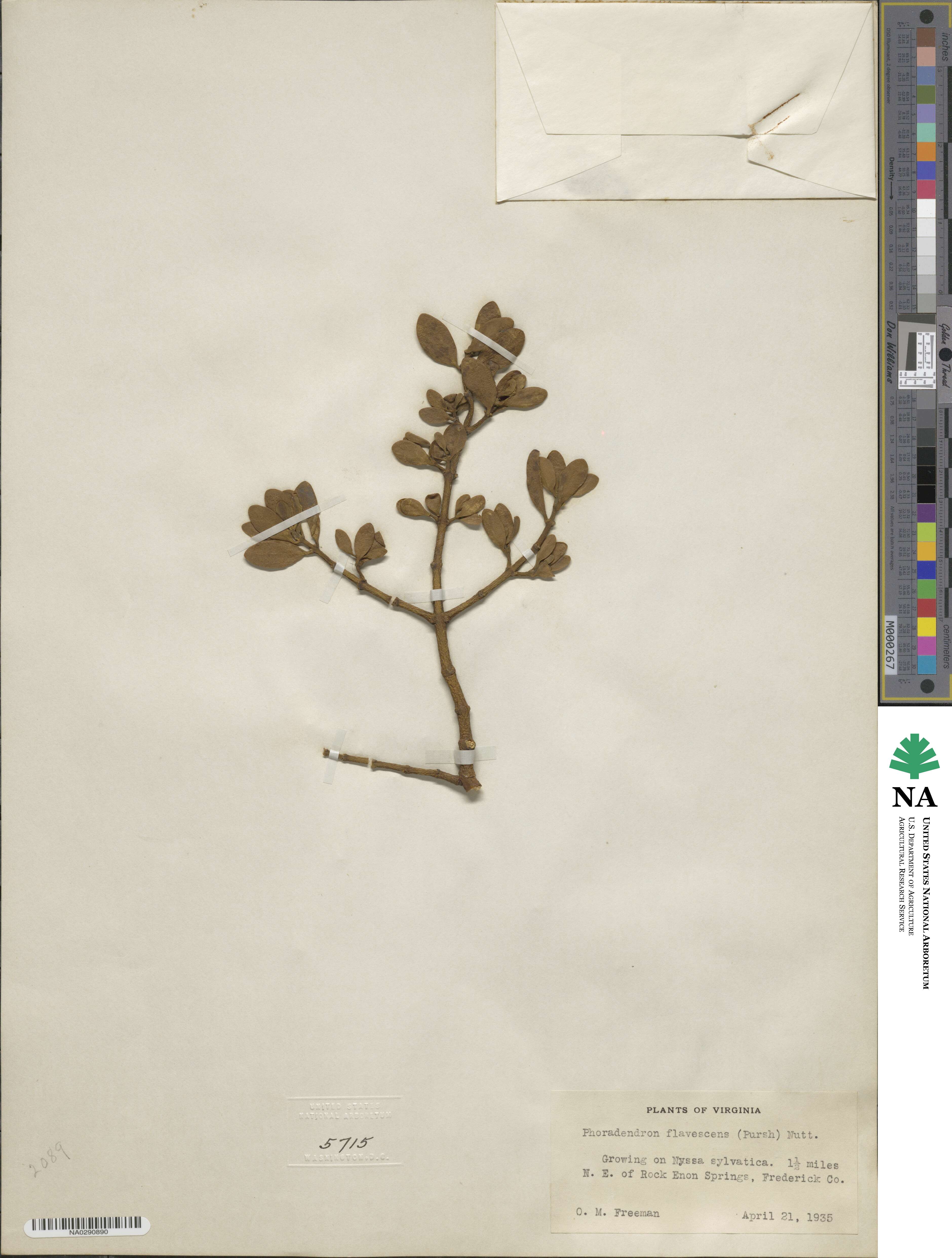 Phoradendron leucocarpum subsp. leucocarpum image