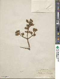 Phoradendron leucocarpum subsp. leucocarpum image