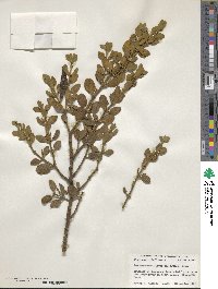 Phoradendron leucocarpum image