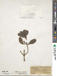 Phoradendron leucocarpum image