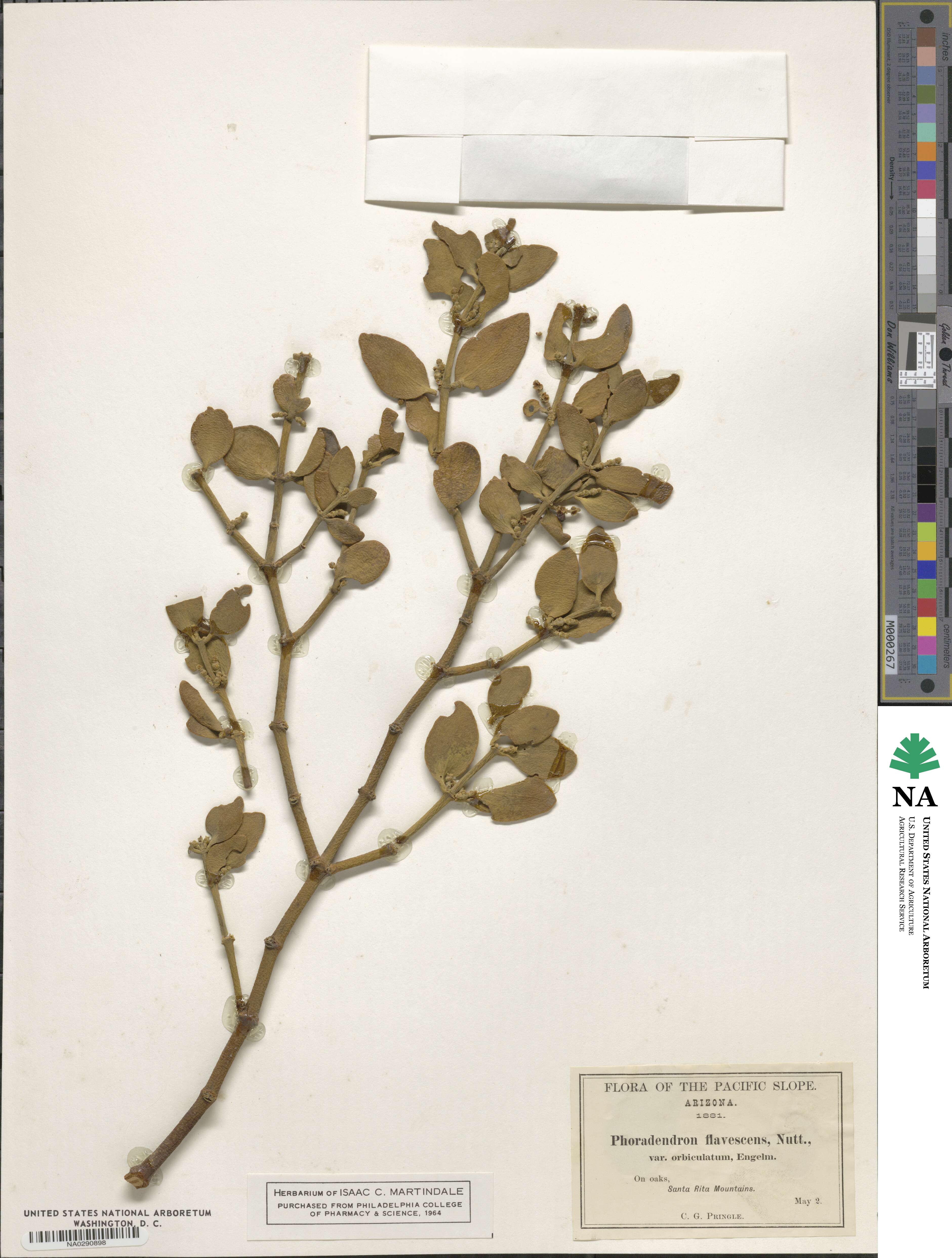 Phoradendron leucocarpum image