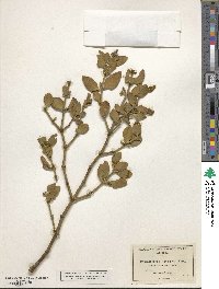 Phoradendron leucocarpum subsp. leucocarpum image