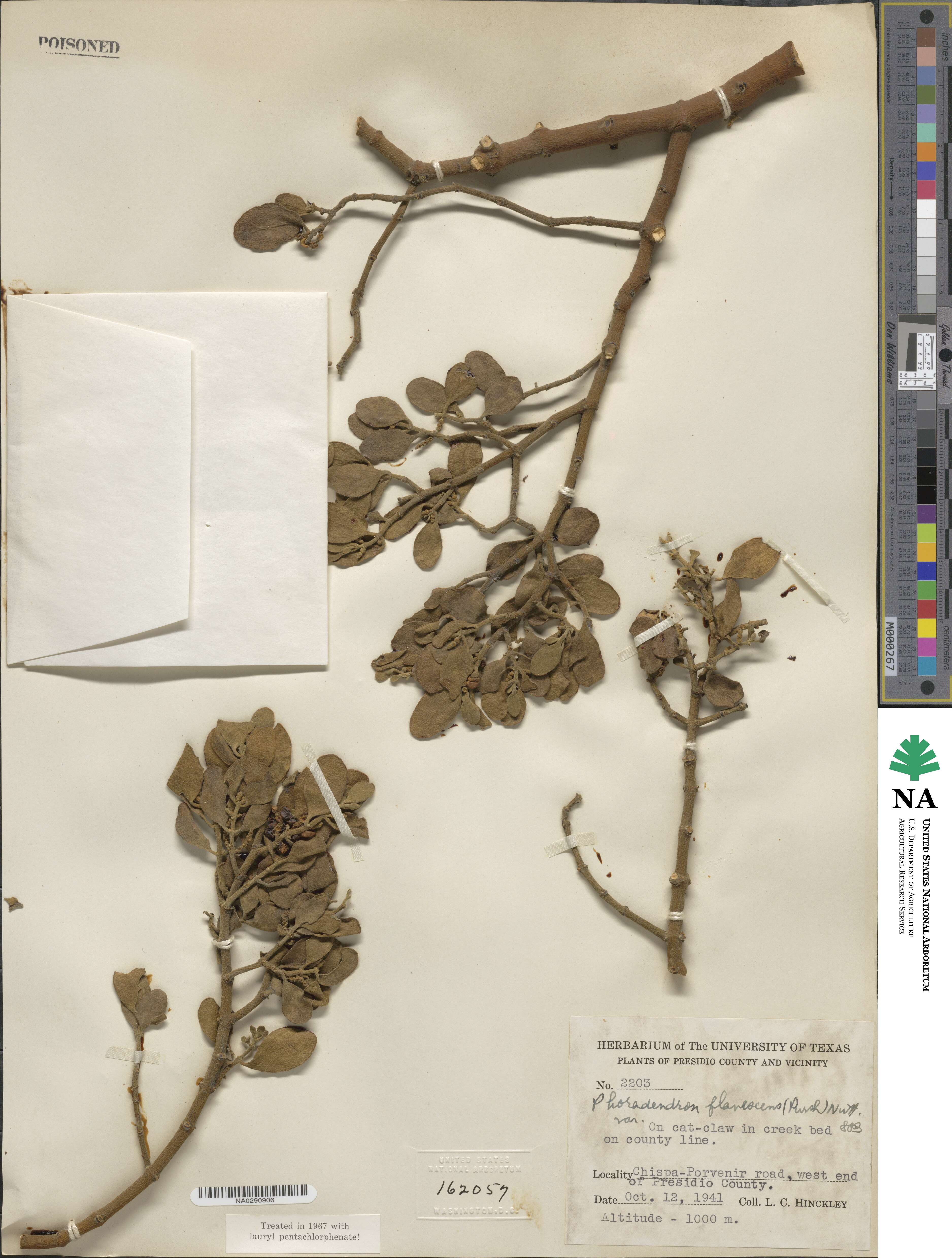 Phoradendron leucocarpum subsp. leucocarpum image
