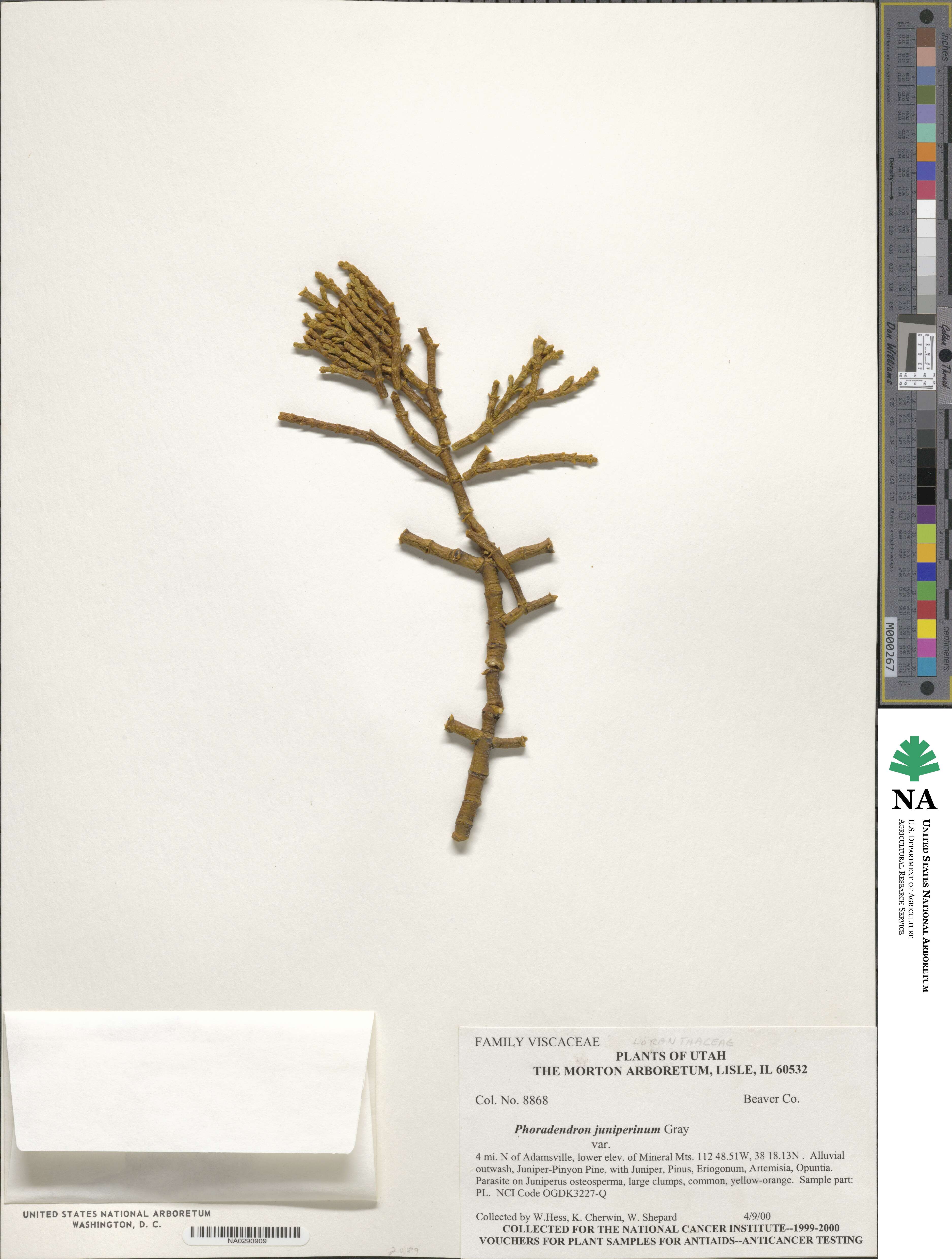 Phoradendron juniperinum image