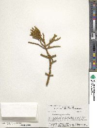 Phoradendron juniperinum image