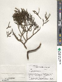 Phoradendron juniperinum image