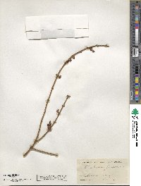 Phoradendron juniperinum image