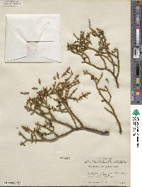 Phoradendron juniperinum image