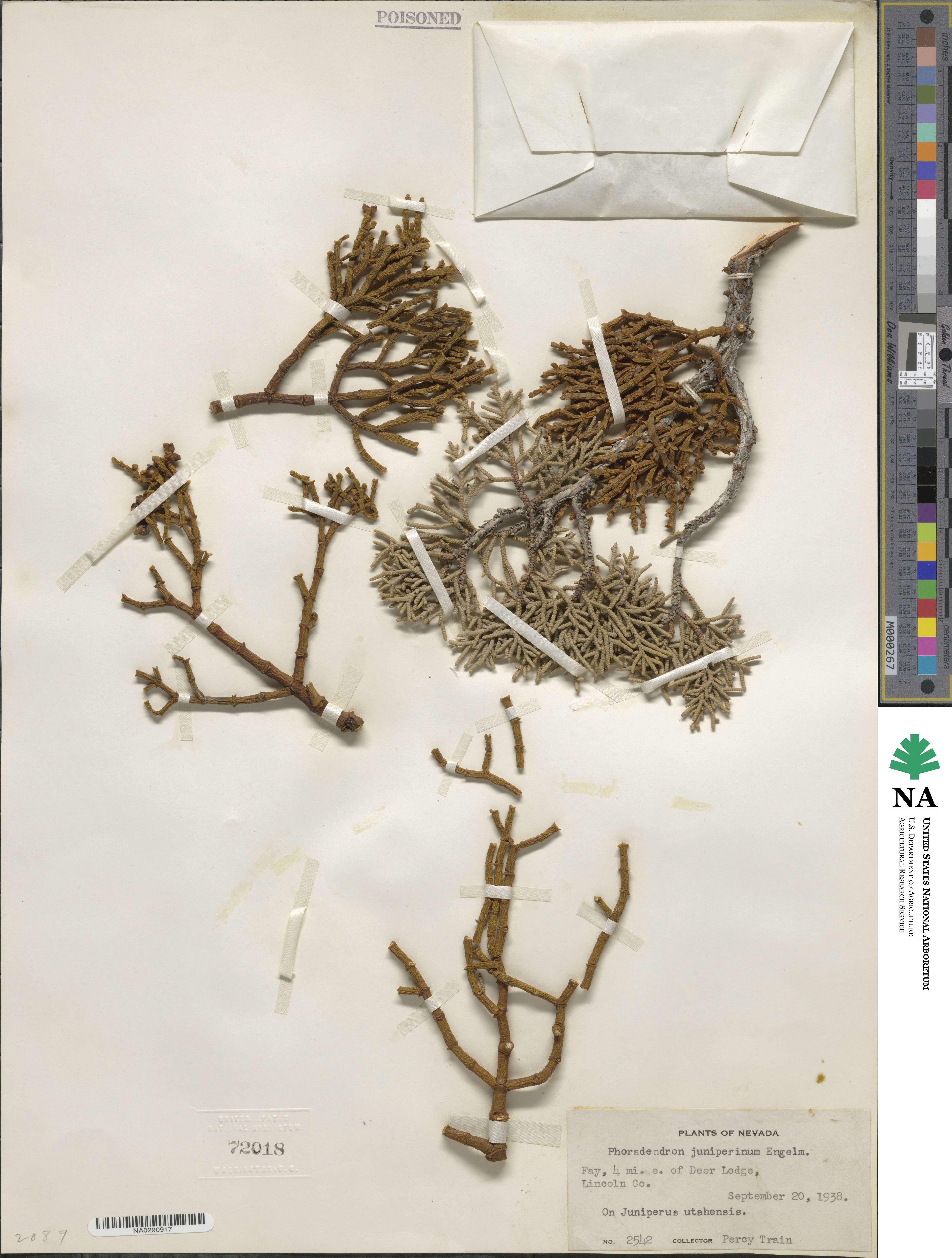 Phoradendron juniperinum image
