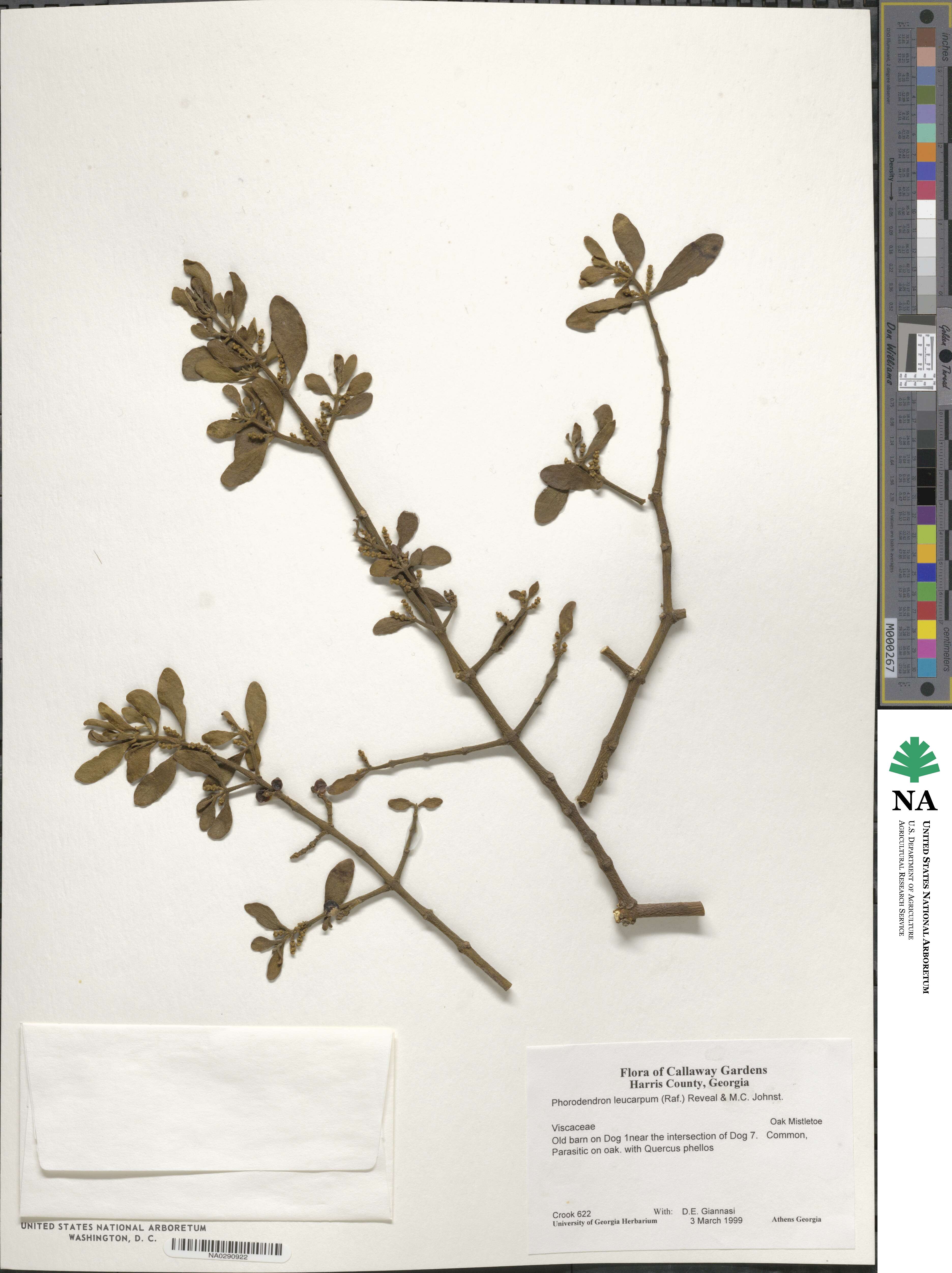 Phoradendron leucarpum image