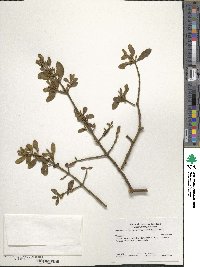 Phoradendron leucarpum image