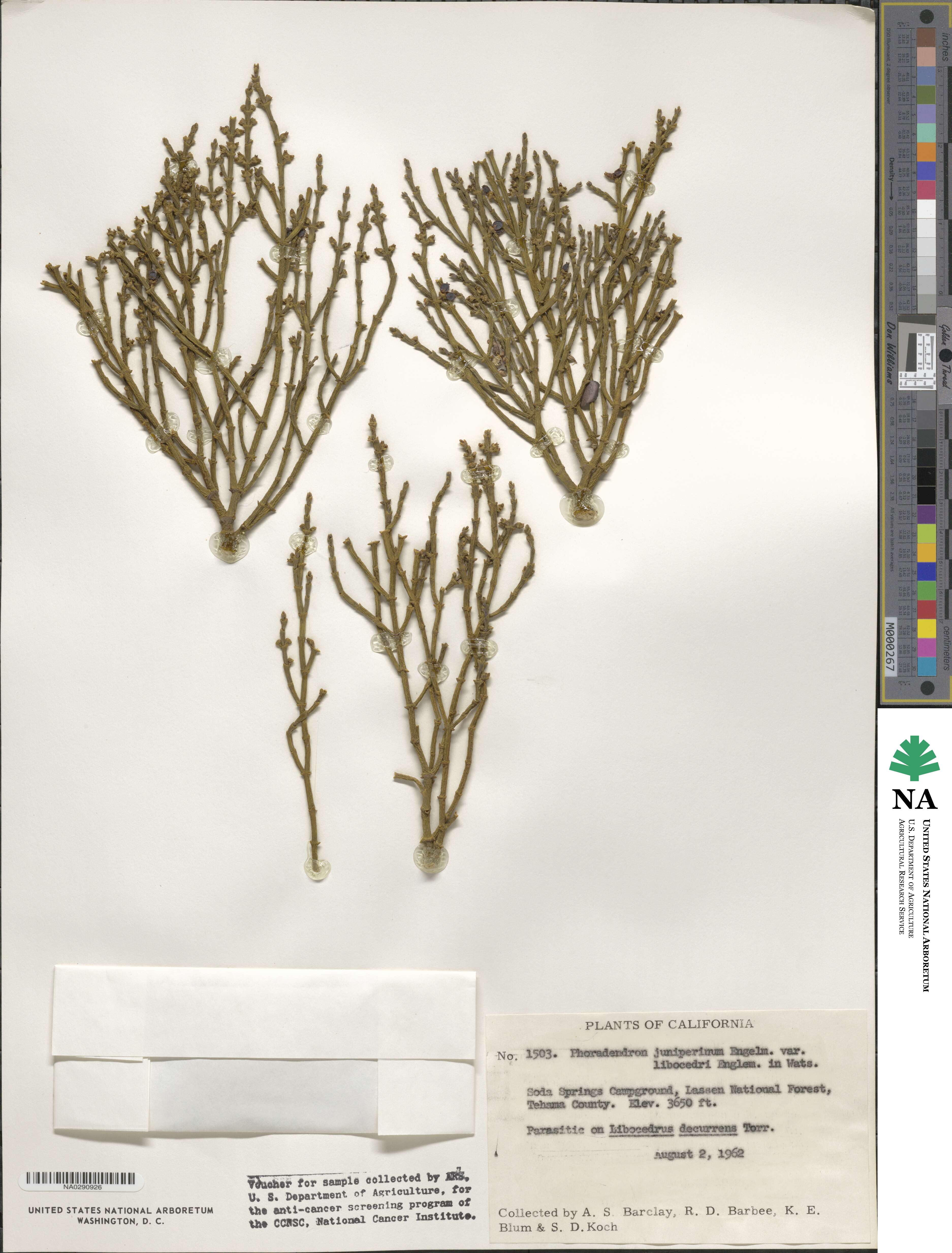 Phoradendron libocedri image