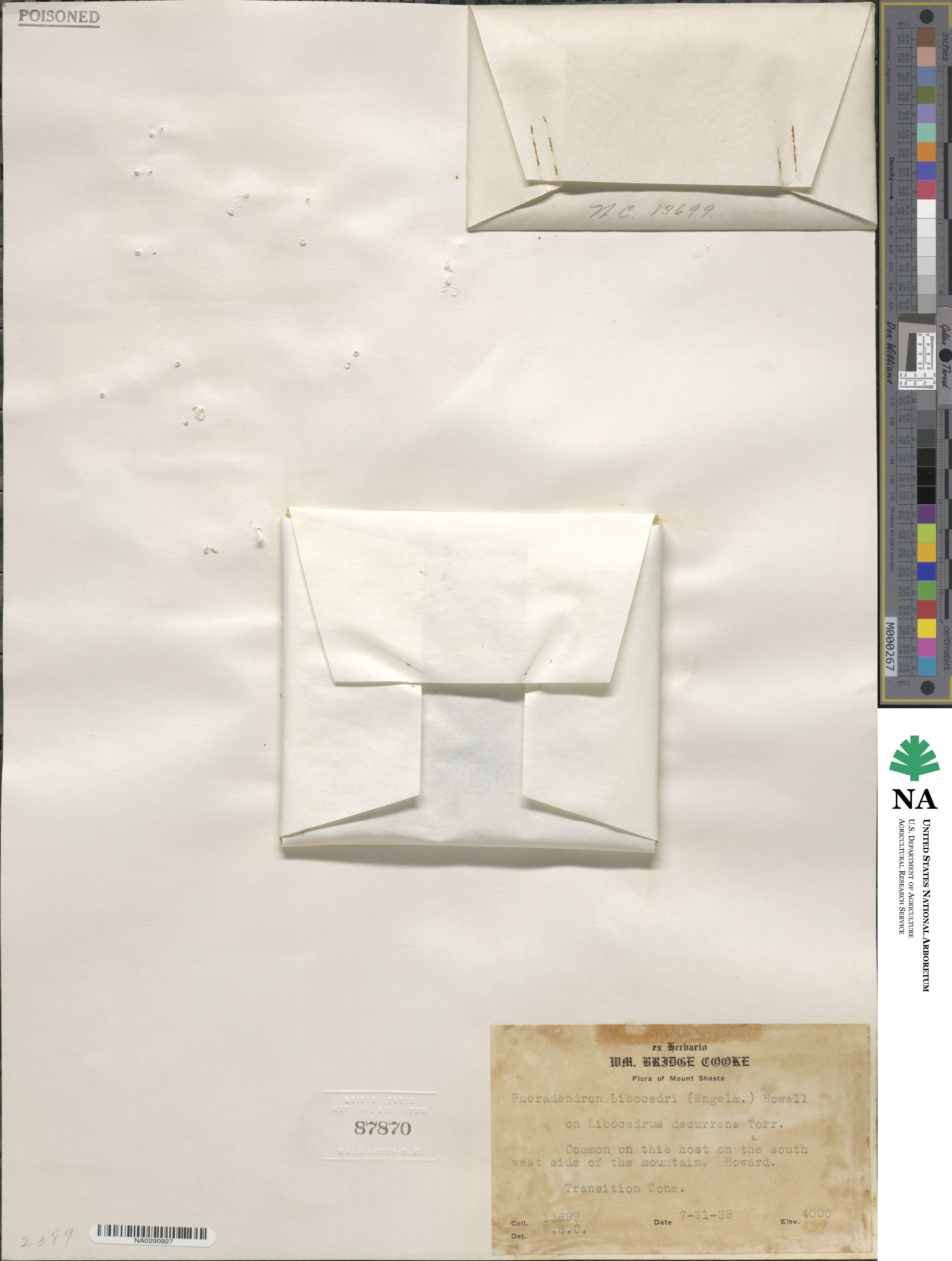 Phoradendron libocedri image