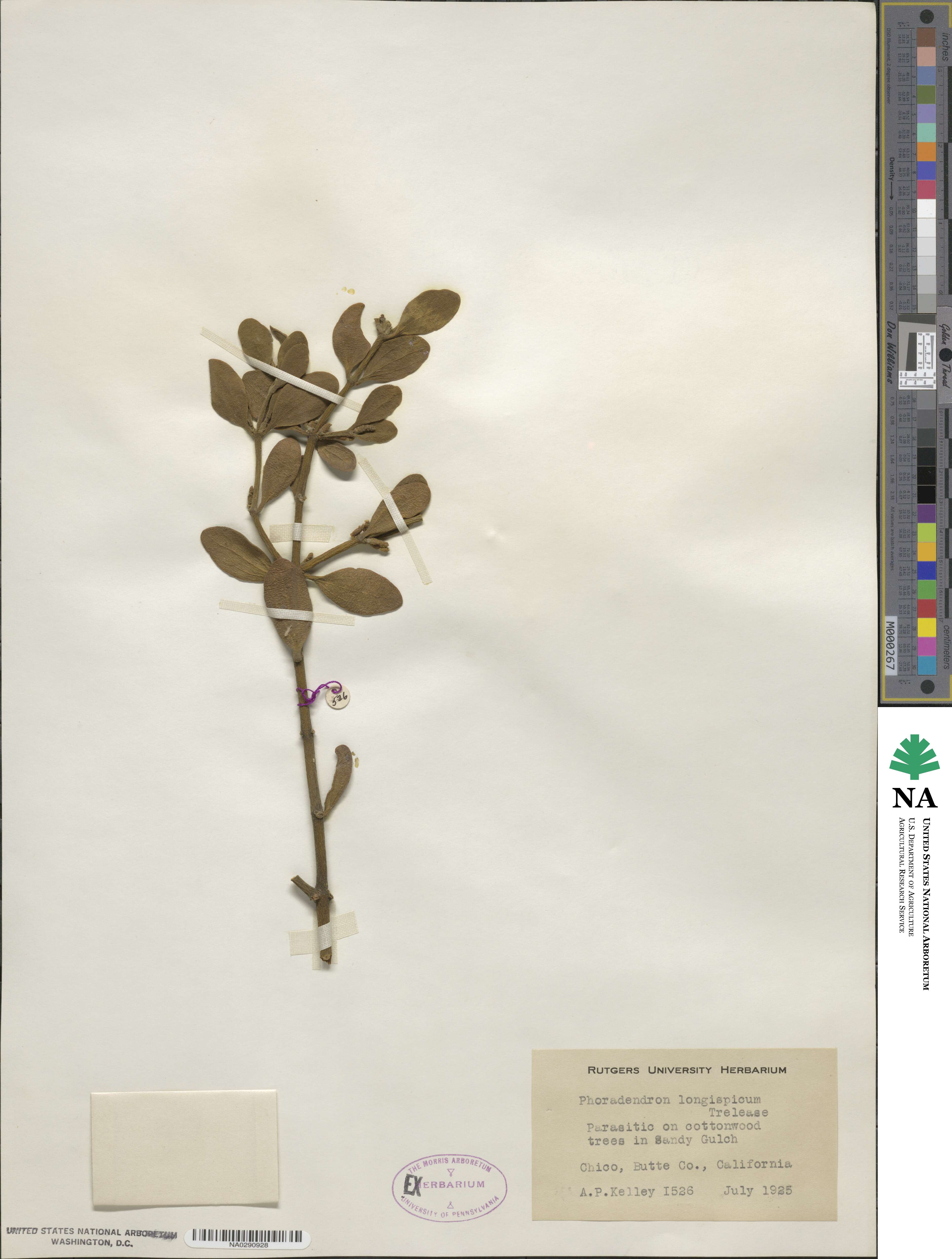 Phoradendron leucocarpum subsp. macrophyllum image