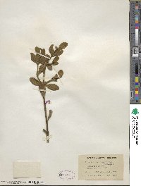 Phoradendron leucocarpum subsp. macrophyllum image