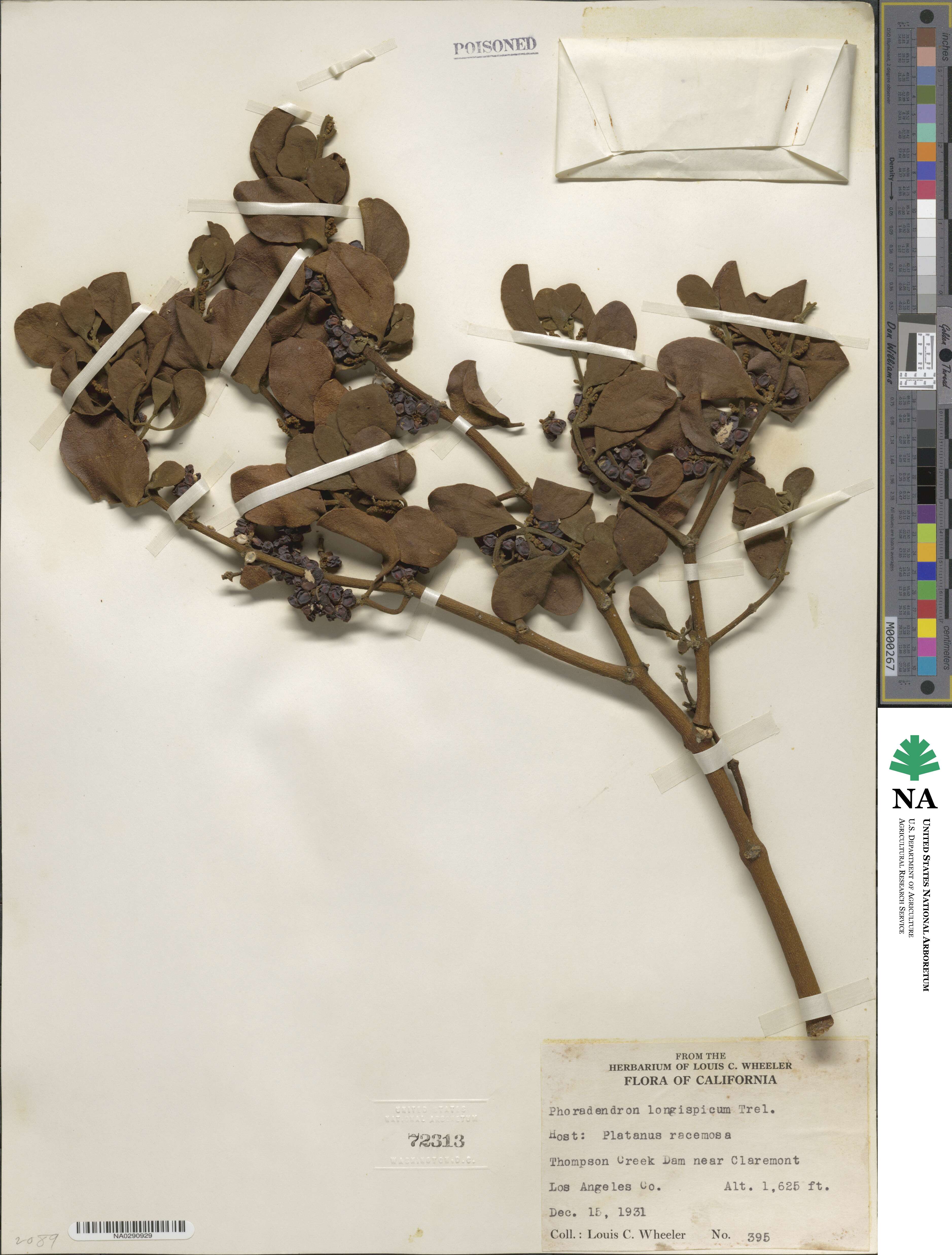 Phoradendron leucocarpum subsp. macrophyllum image