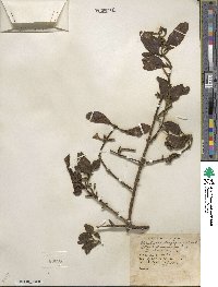 Phoradendron leucocarpum image